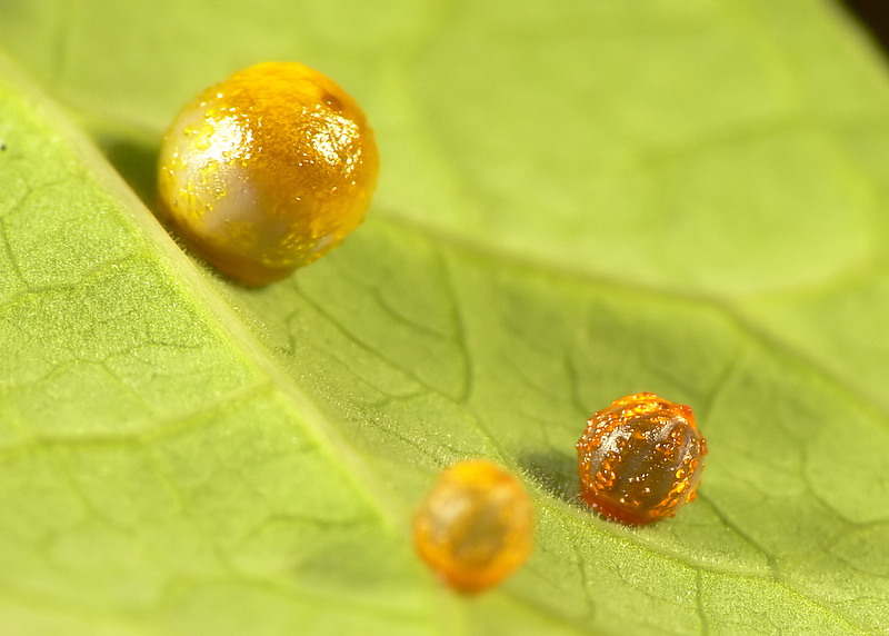 Butterfly Eggs