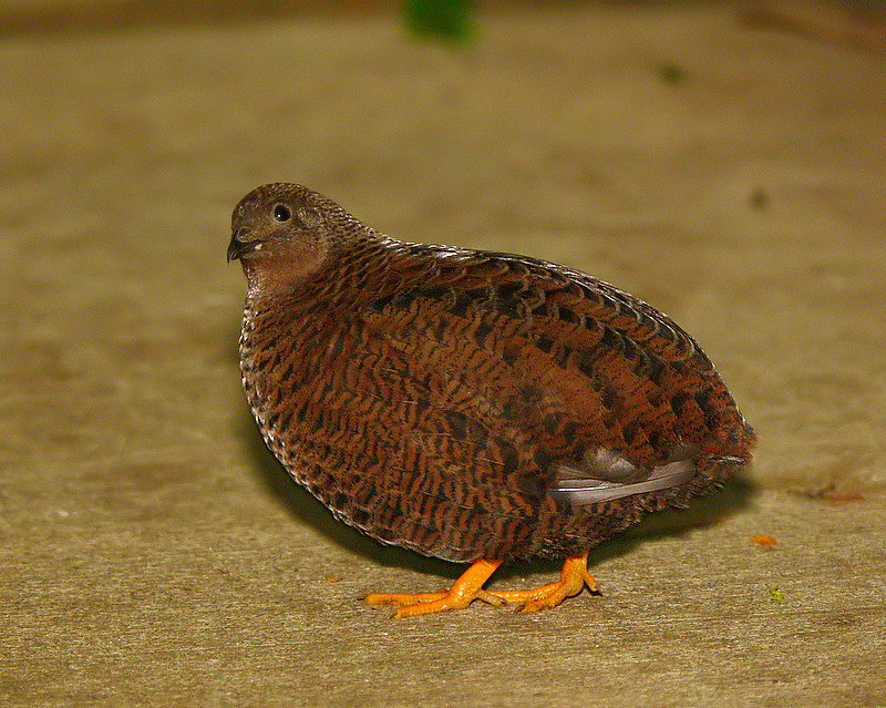 button quail button quail