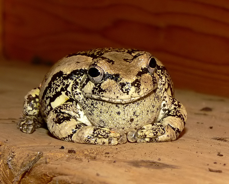 Gray Tree Frog