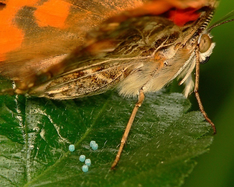 Painted Lady