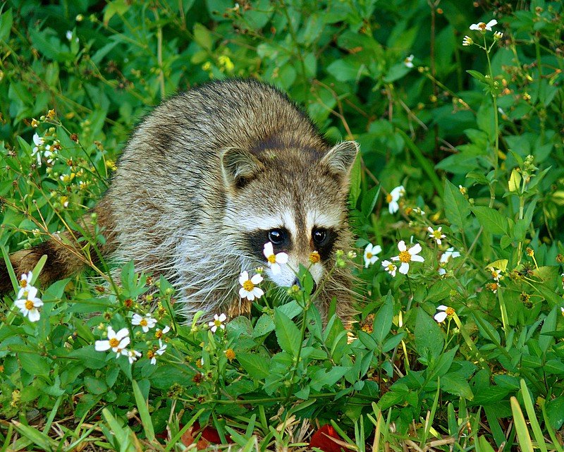 Young Wet Racoon