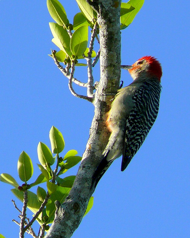 Red-bellied Woodpecker