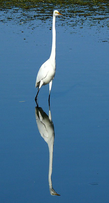 Great Egret