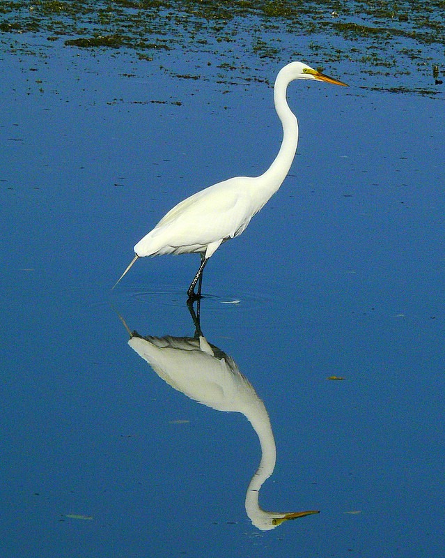 Great Egret