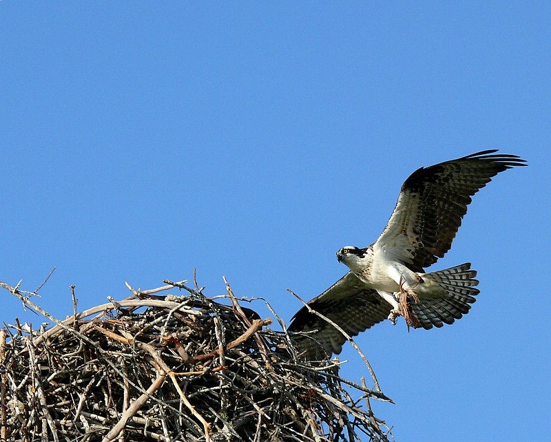 Osprey <))