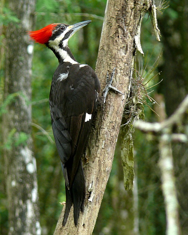 Pileated Woodpecker