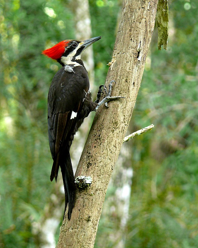 Pileated Woodpecker