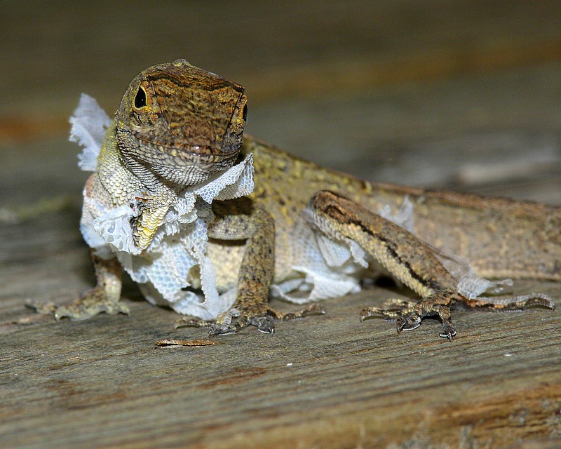 Anole Shedding Skin