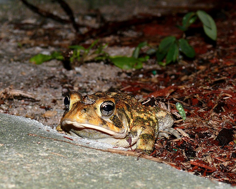 Garden Toad