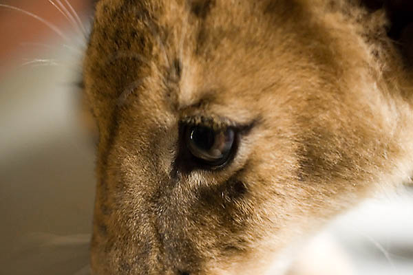 3 mos old lioness cub