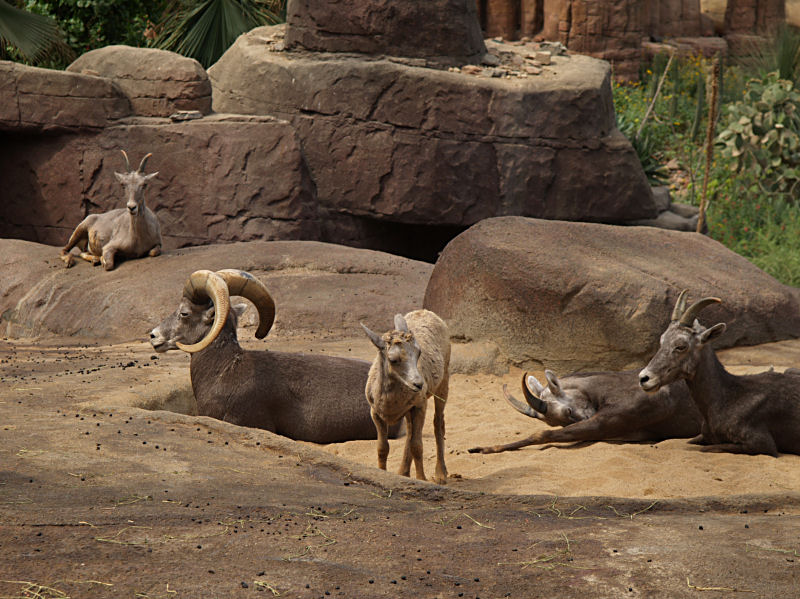 Desert schapen