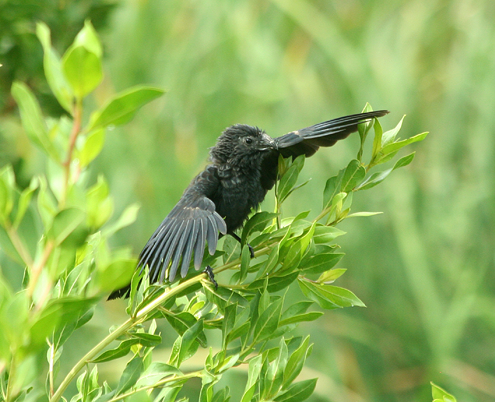 Smooth-billed Ani