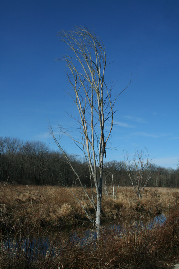 Leaning Over the Brook