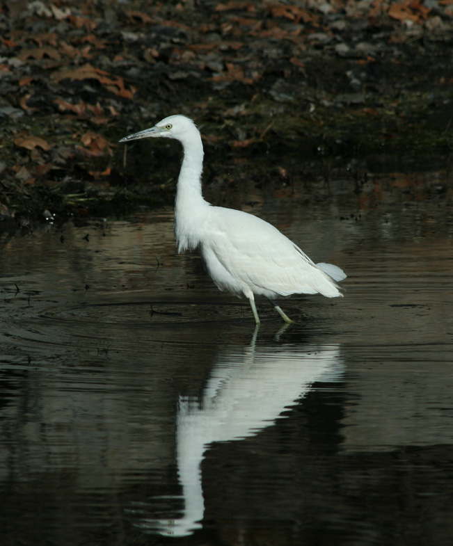 Little Blue Heron