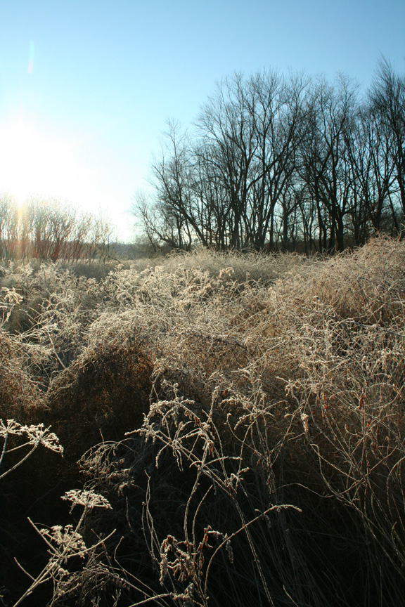 Frosted Meadow