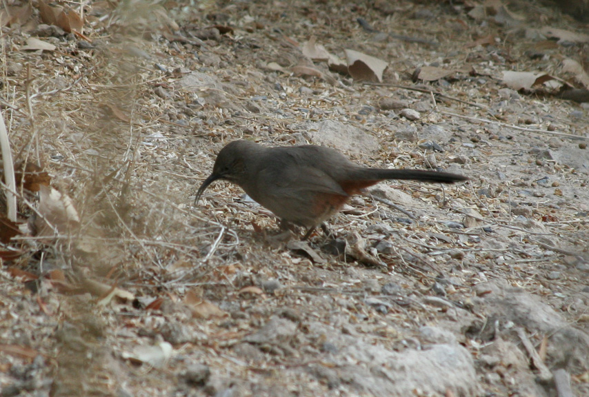 Crissal Thrasher