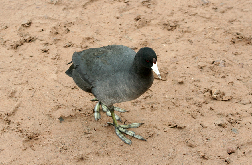 American Coot