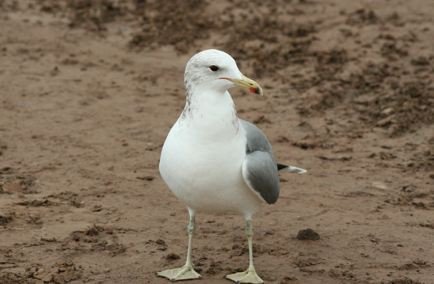 California Gull