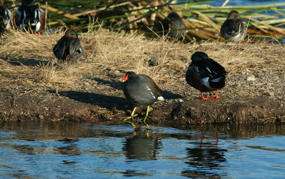 Moorhen (center)