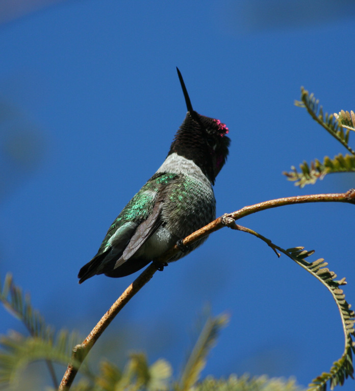 Annas Hummingbird