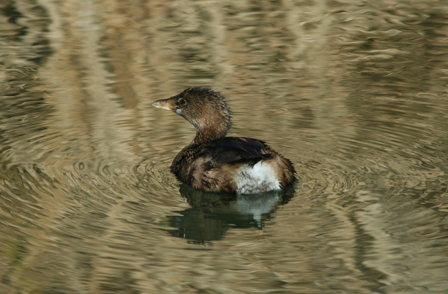 Pie-billed Grebe