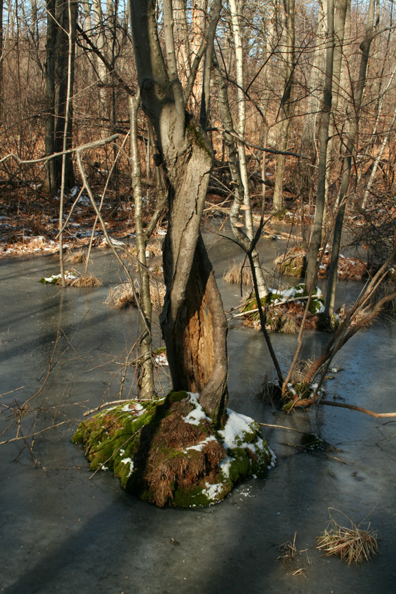 Twisted Tree
