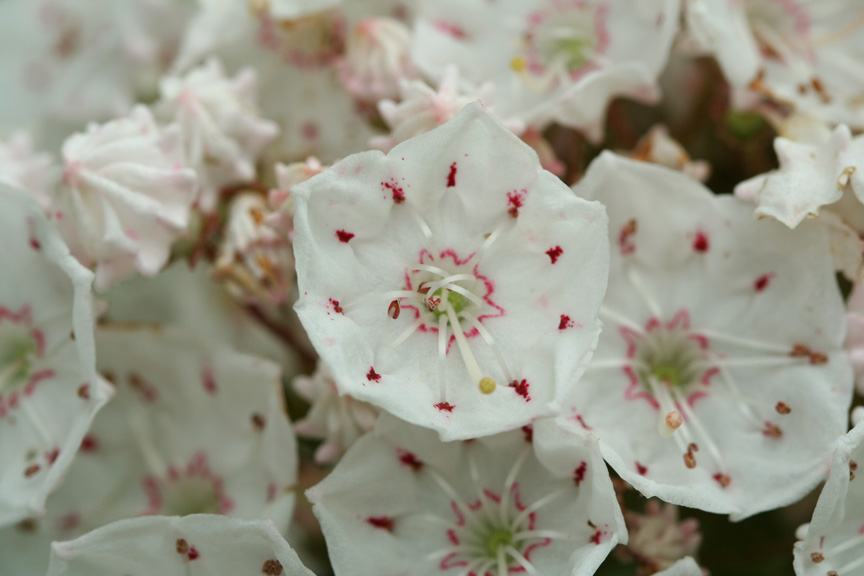 Mountain Laurel