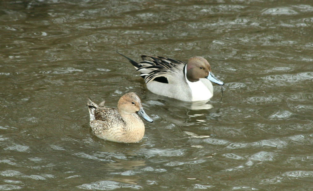Northern Pintails