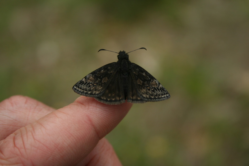 Duskywing Species