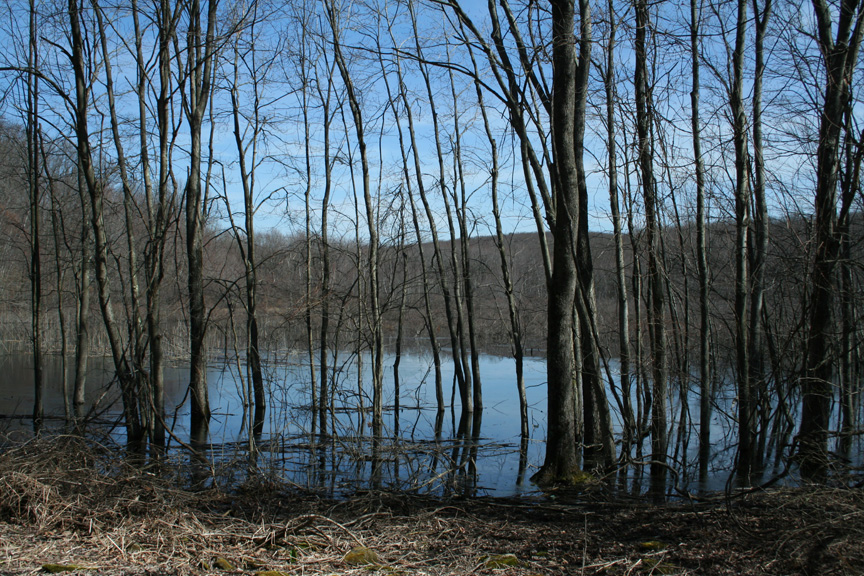 Springtime at the Bog