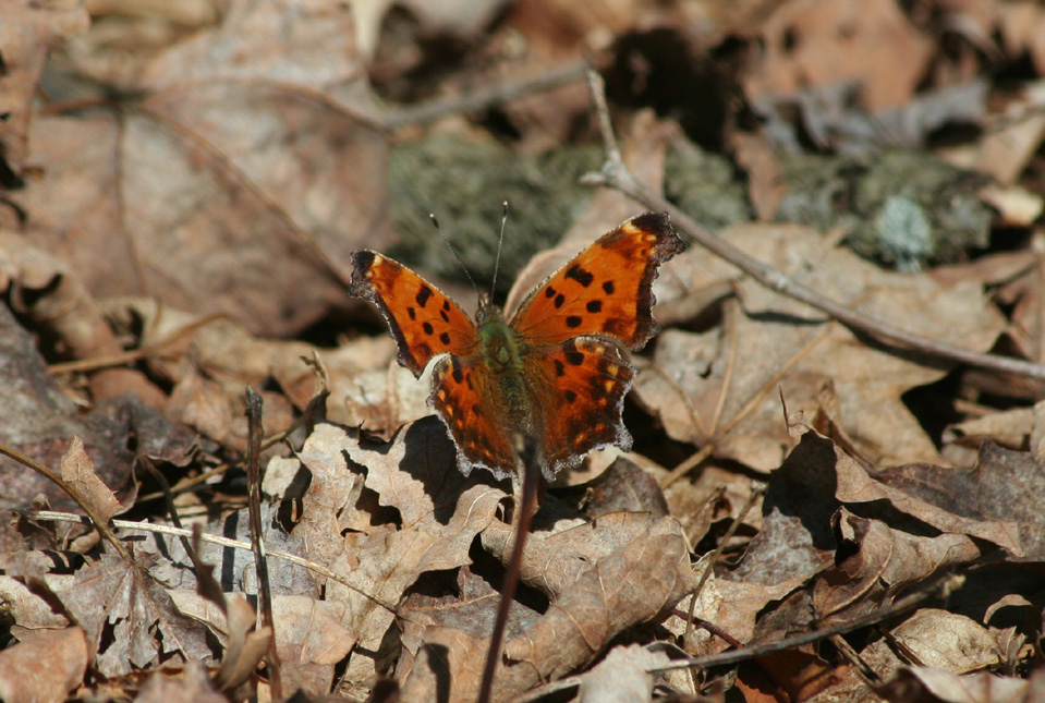 Eastern Comma
