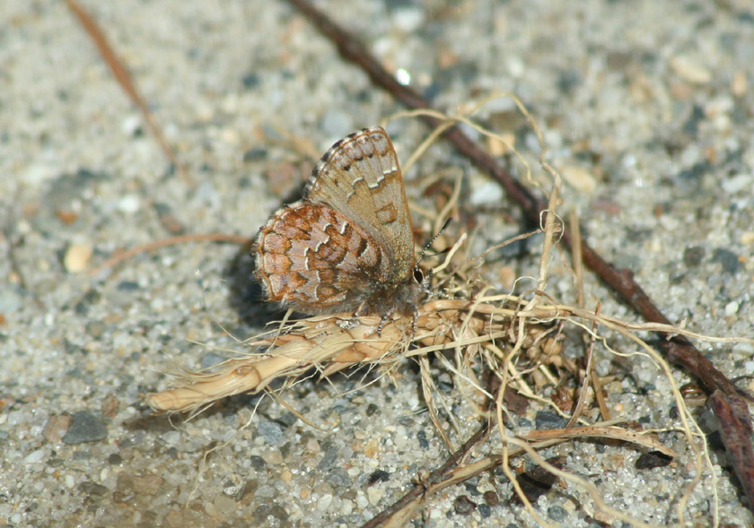 Pine Elfin