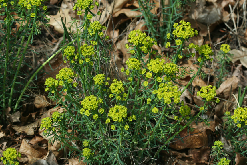 Spurge