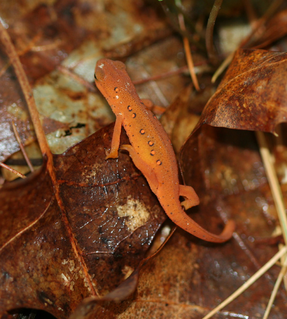Red Spotted Newt