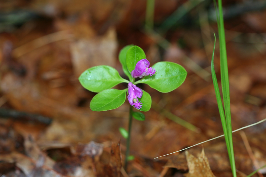 Fringed Polygala
