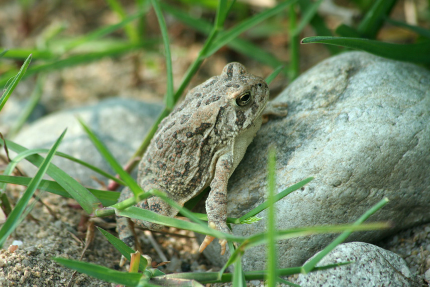 Fowlers Toad
