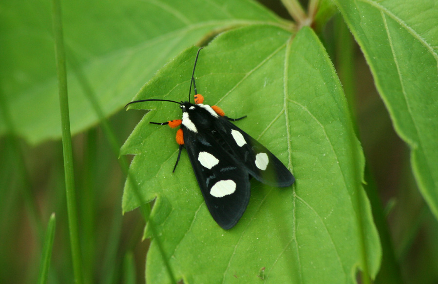 Eight Spotted Forrester Moth