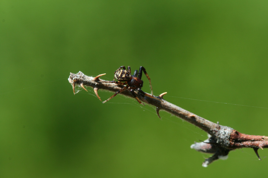 spider14_mabu.jpg
