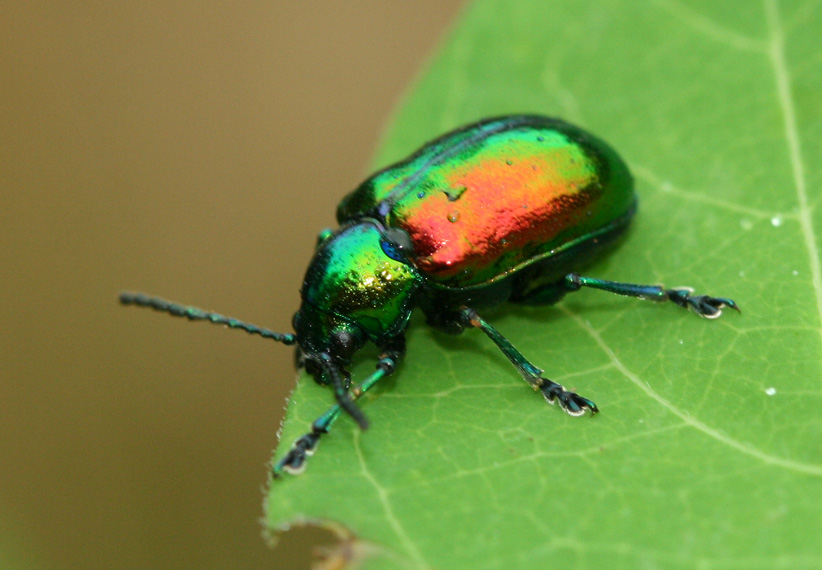 beetle_wbmas.jpg