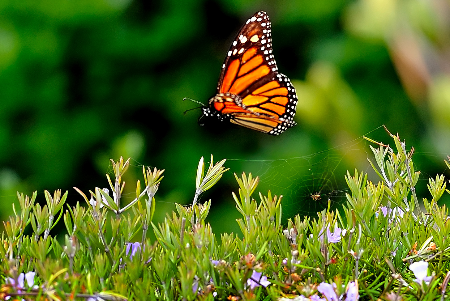 D3B_3380ButterflyCambriaCropAB1.jpg