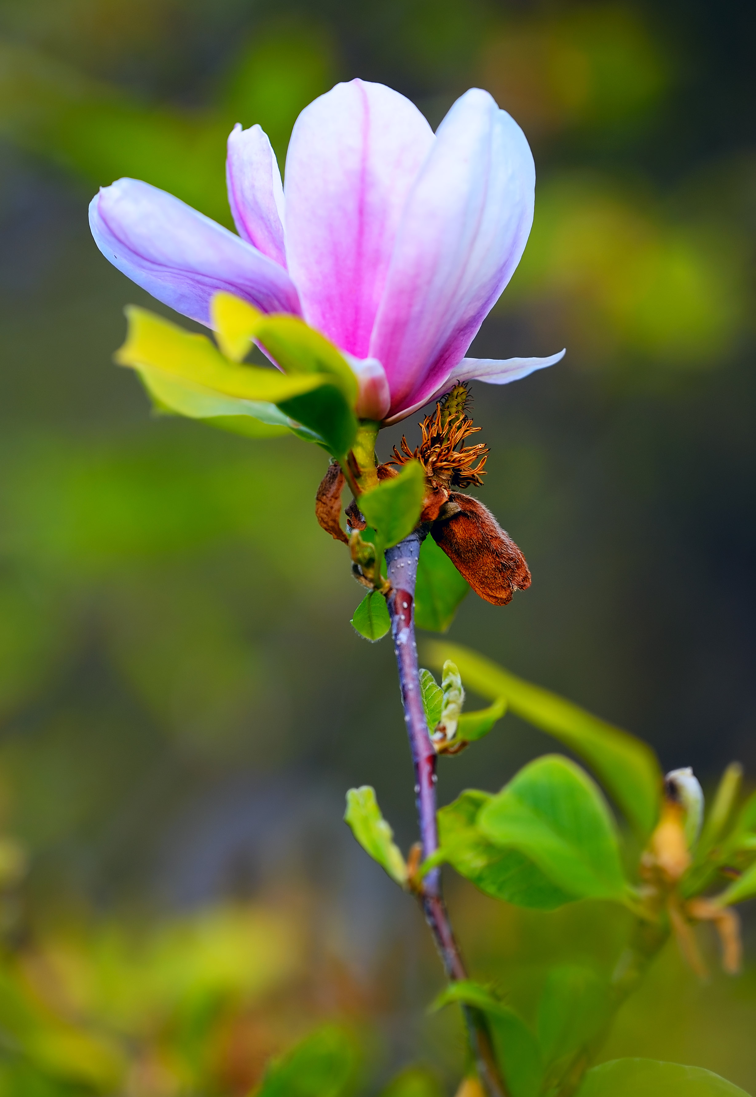 D3B_3670JapaneseMagnolia1.jpg
