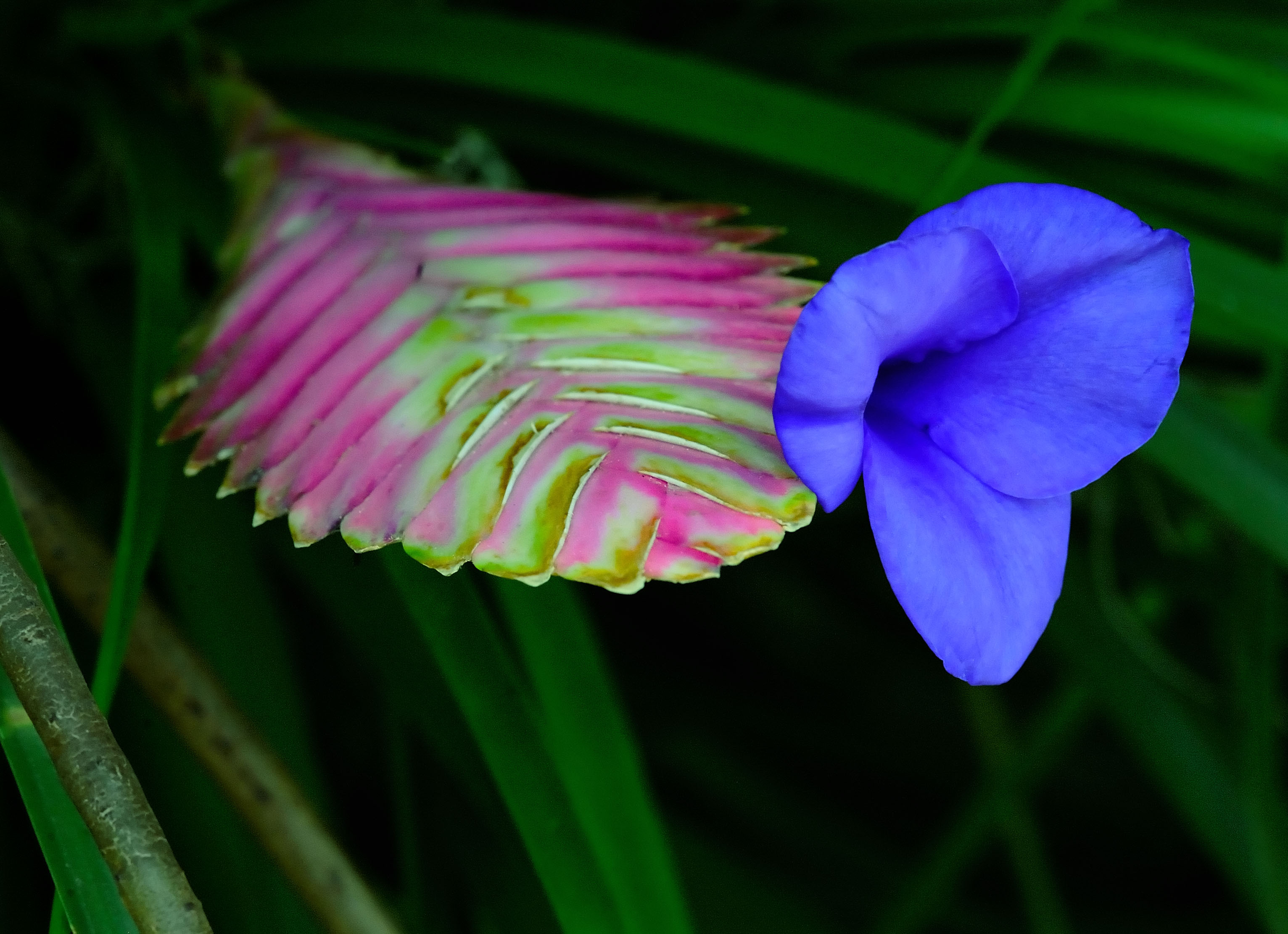 D3B_8861CinciFlower1.jpg