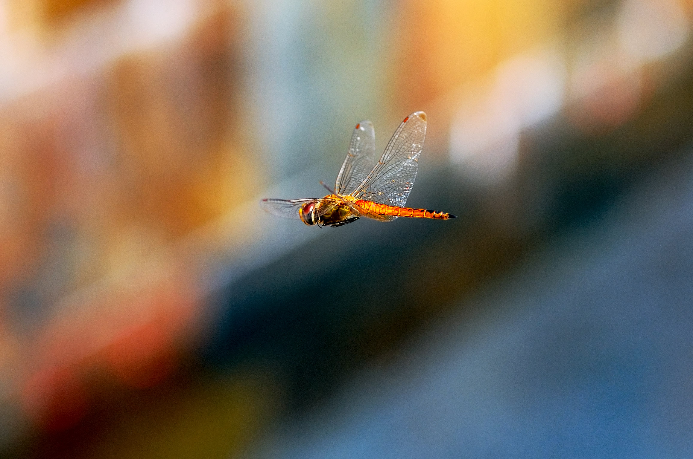 D3C_2091MauiDragonfly1.jpg