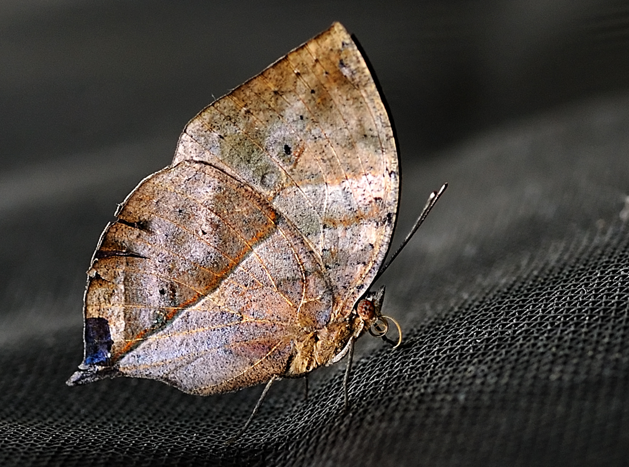 D3B_7386Krohn.jpg