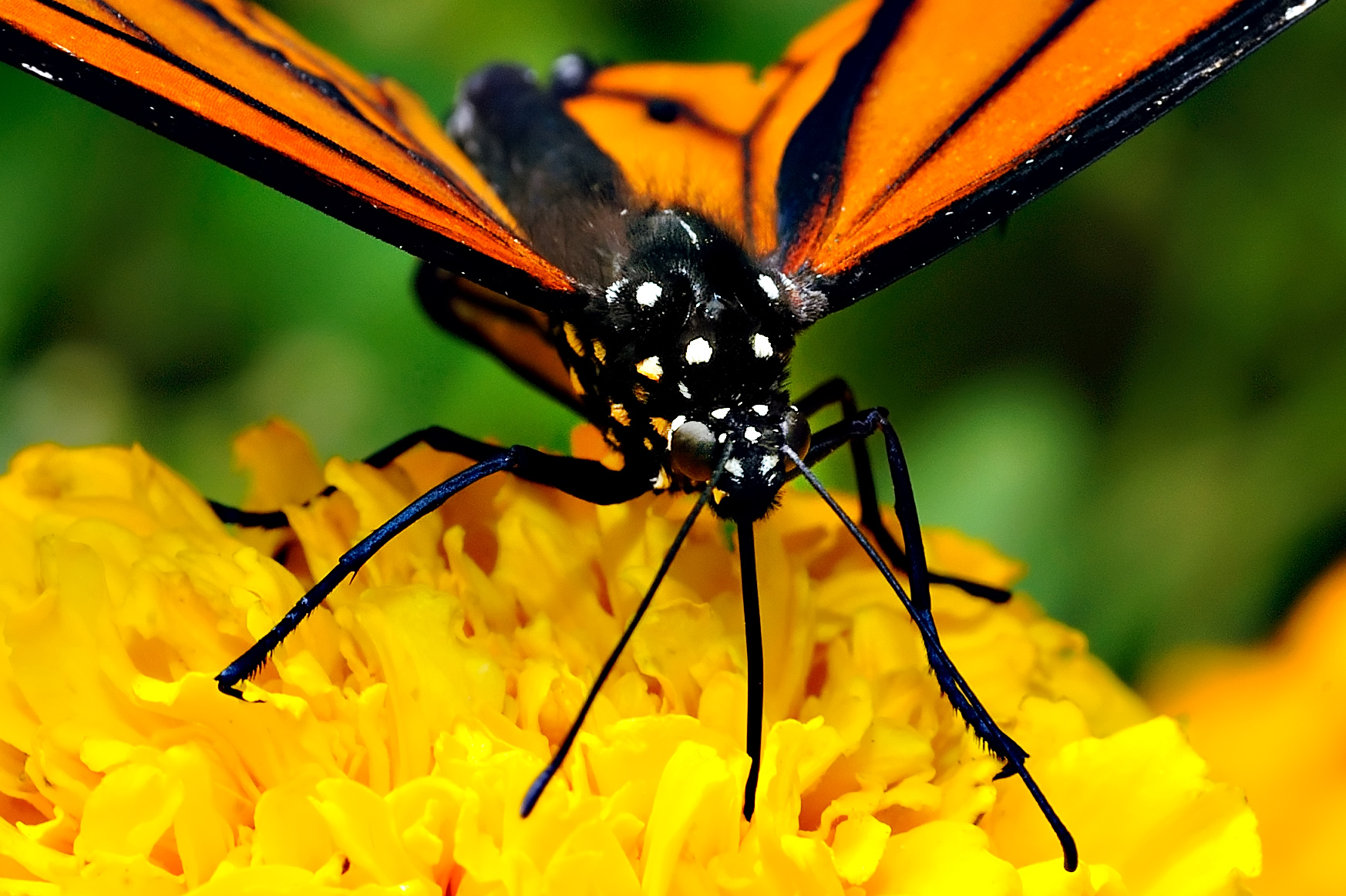 D3B_7437CinciButterflyCropB1.jpg