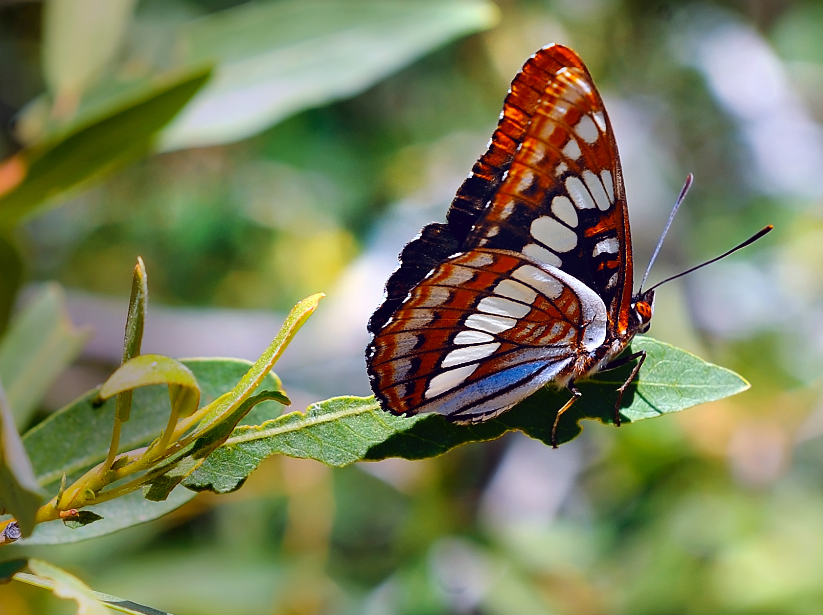 D3E_8702NewMilleniumButterflyPPR1.jpg