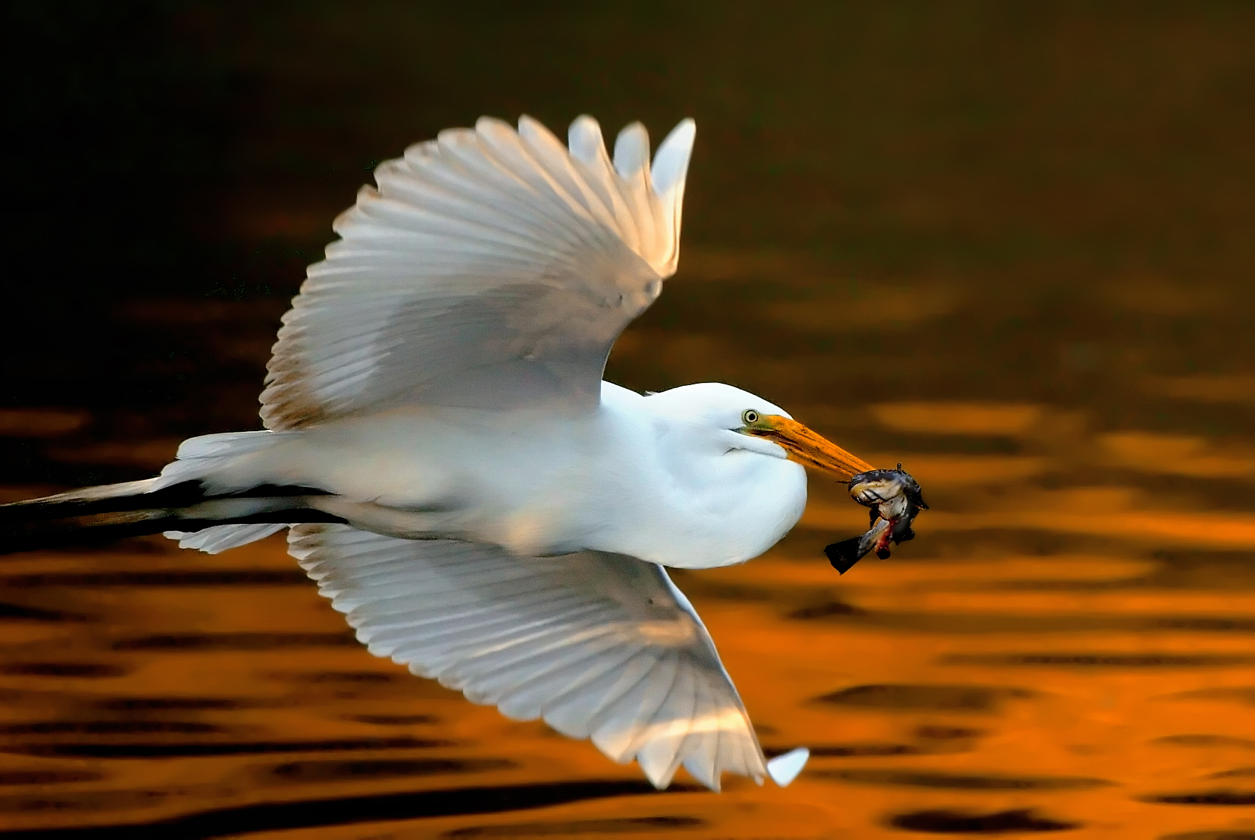 D2Ha_0106Egret.jpg