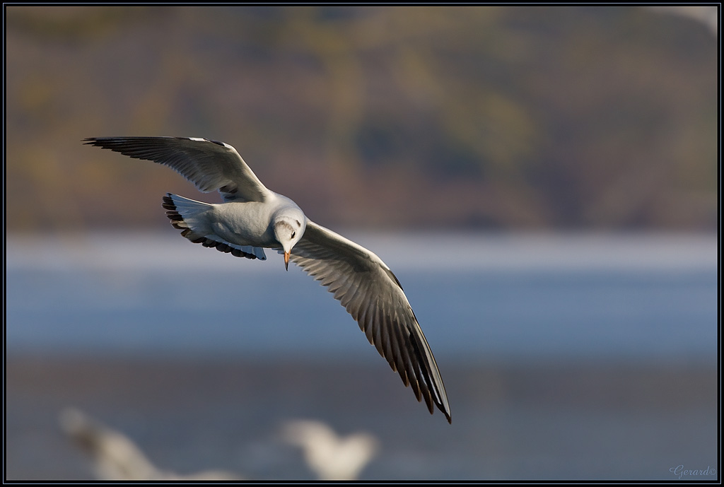 Mouette Rieuse 18