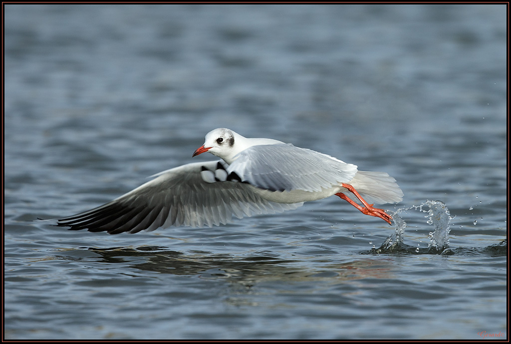Mouette Rieuse 36