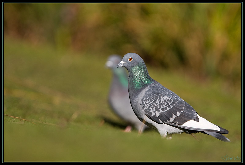 Pigeon 08